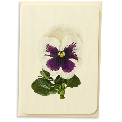 Canonbury Press Pansy V Greeting Card